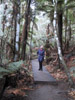 Paradise Forrest
